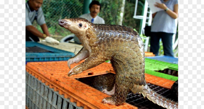 Meat Sunda Pangolin Scale Endangered Species Trade PNG