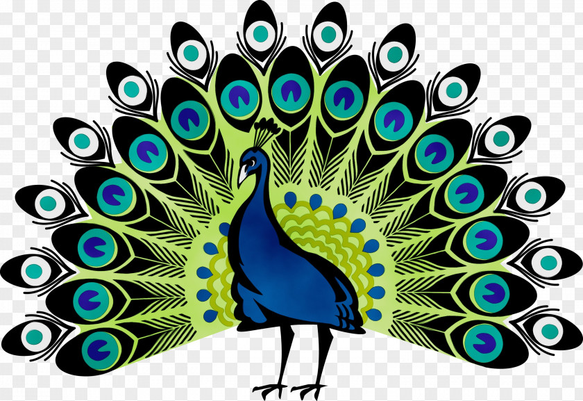 Tail Beak Peacock Drawing PNG