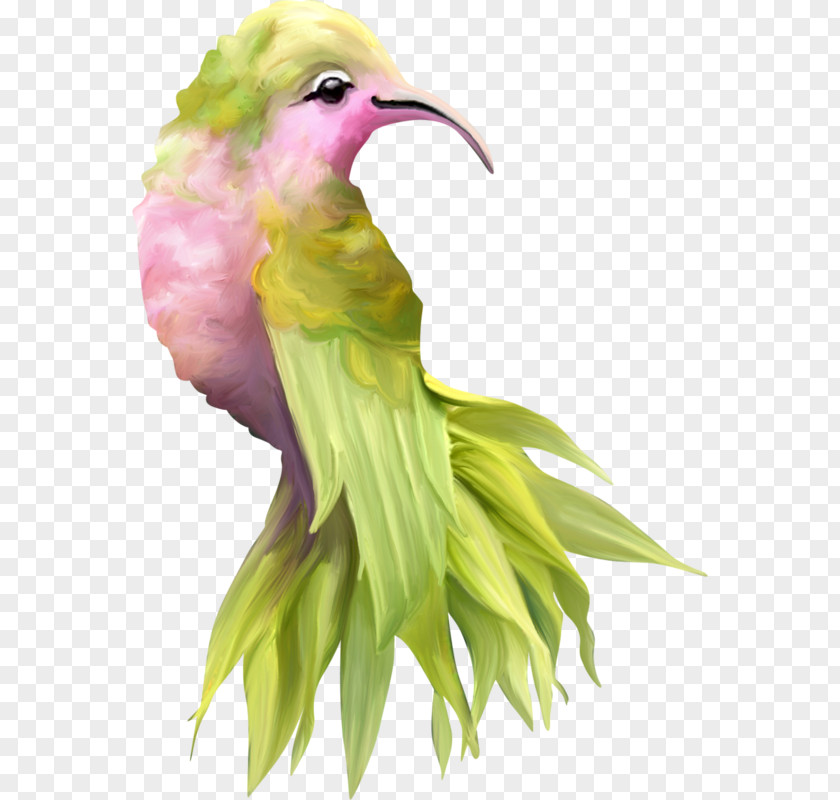 Bird Image Beak Drawing PNG