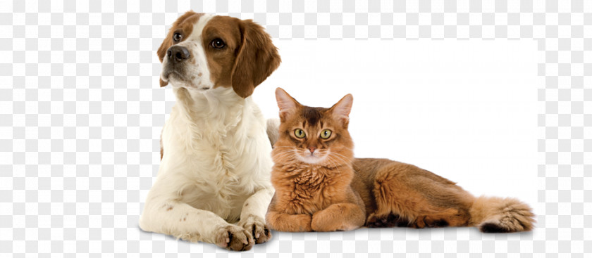 Dogs And Cats Cat Dog Veterinarian Pet Shop PNG