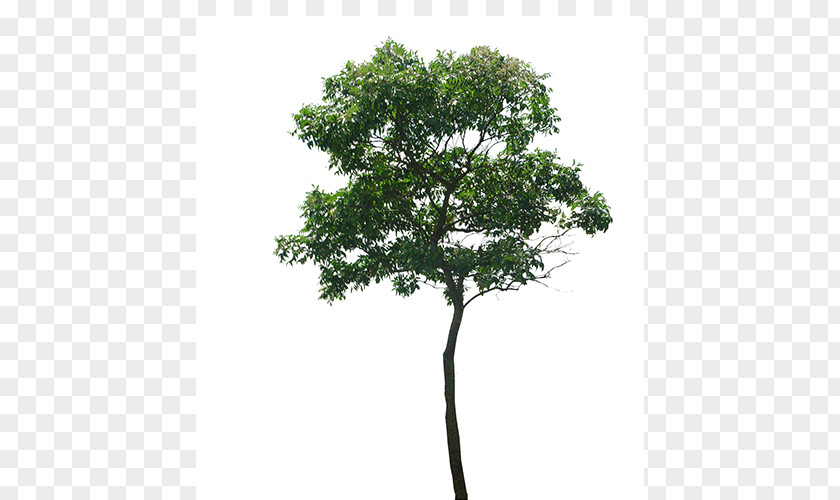 Tree Branch PNG