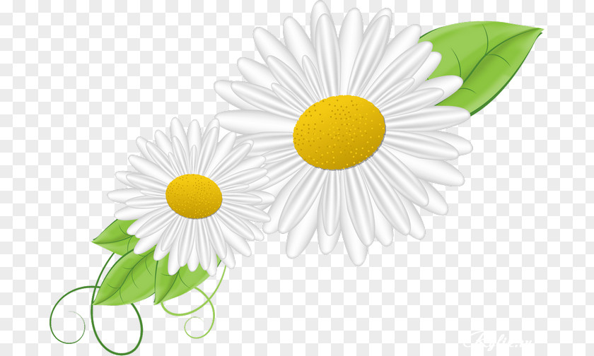 Camomile German Chamomile Asteroideae Oxeye Daisy PNG
