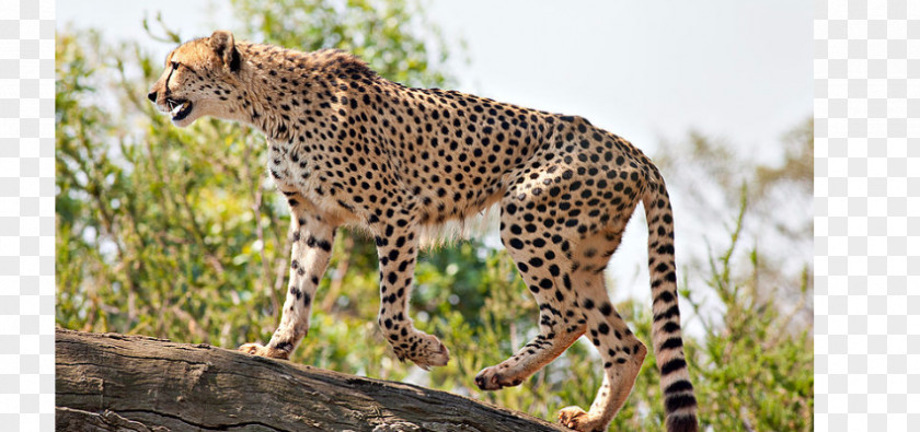 Cat Asiatic Cheetah Fastest Animals Save The South African PNG