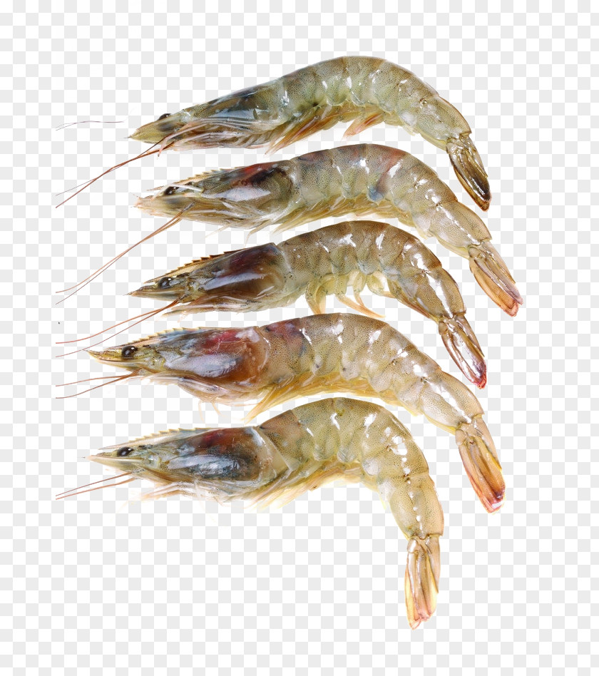 Fresh Shrimp Caridea Giant Freshwater Prawn Seafood PNG