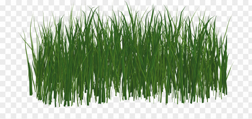 Grass Real Lawn PNG