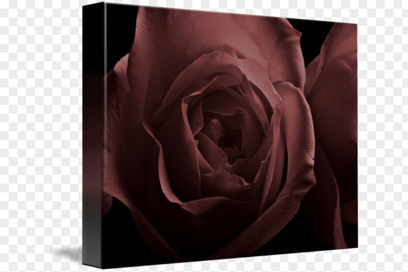 Rose Garden Roses Petal Desktop Wallpaper Close-up PNG