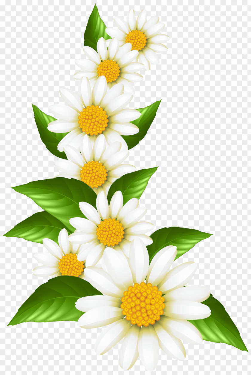 Transparent Decorative Drawing Art Museum Oxeye Daisy Clip PNG