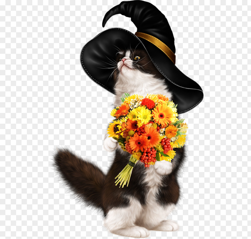 Animal Mall Kitten Maine Coon Tiger Black Cat Witch PNG