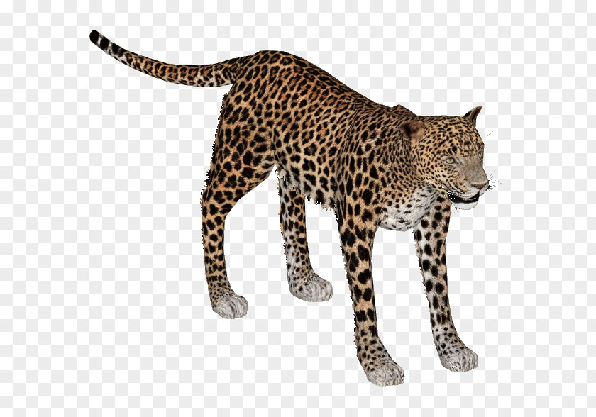 Leopard African Lion Indian Cheetah Felidae PNG