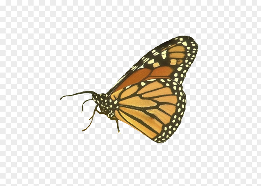 Mariposas Monarch Butterfly Insect Symbol Inachis Io PNG