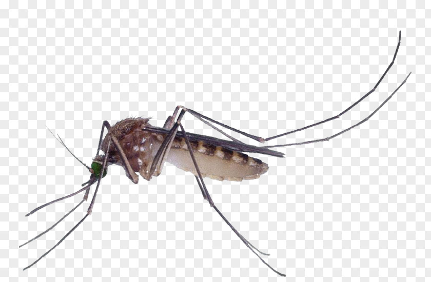 Mosquitoes Should Kill Marsh Pest Control Culex Pipiens Fly PNG