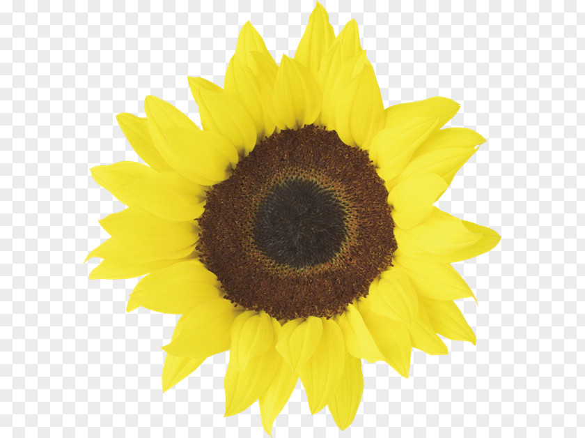 Sunflower Common Free Content Clip Art PNG