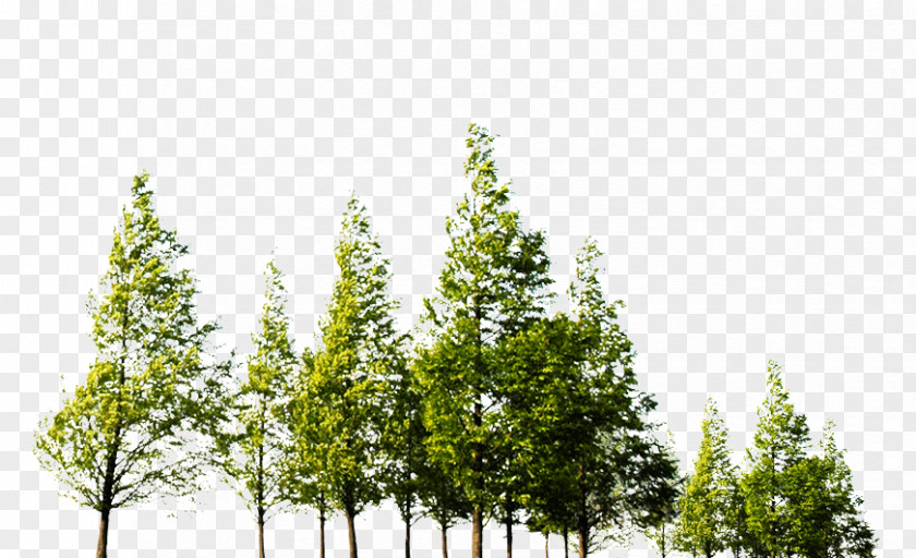 Tree Spruce Pine PNG