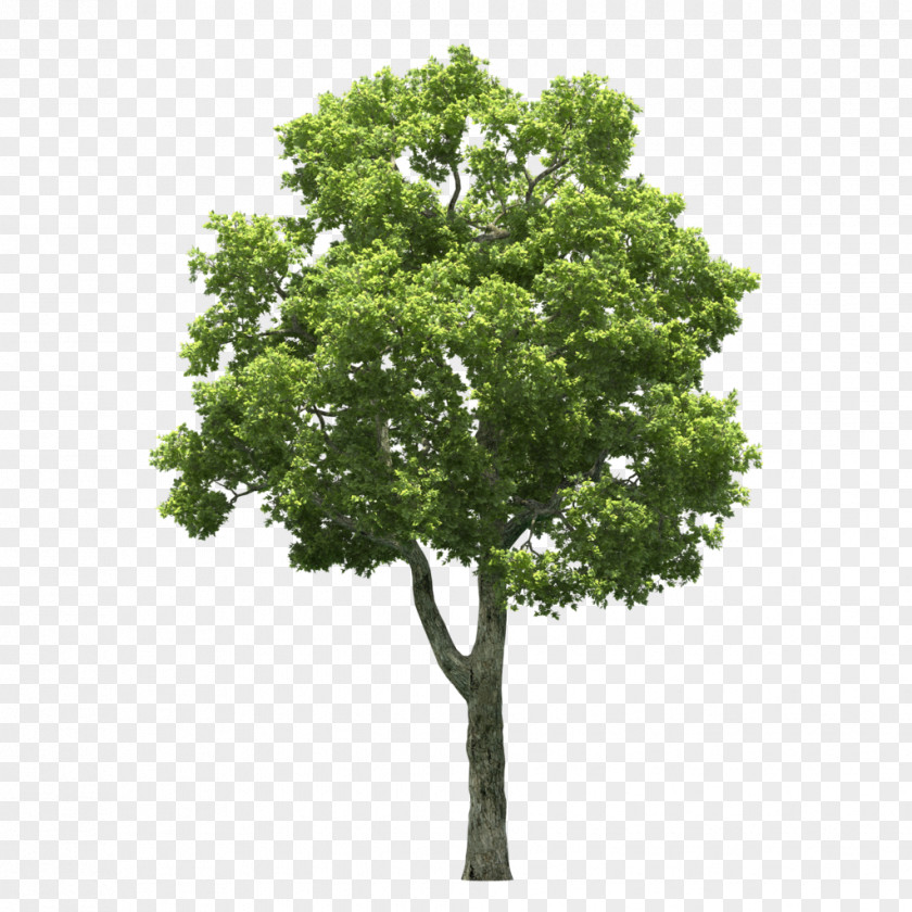 Tree Stock Photography Royalty-free Plant PNG