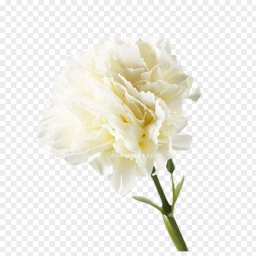 Dianthus Caryophyllus Nana Dianthus_caryophyll Carnation Artificial Flower White Bouquet PNG