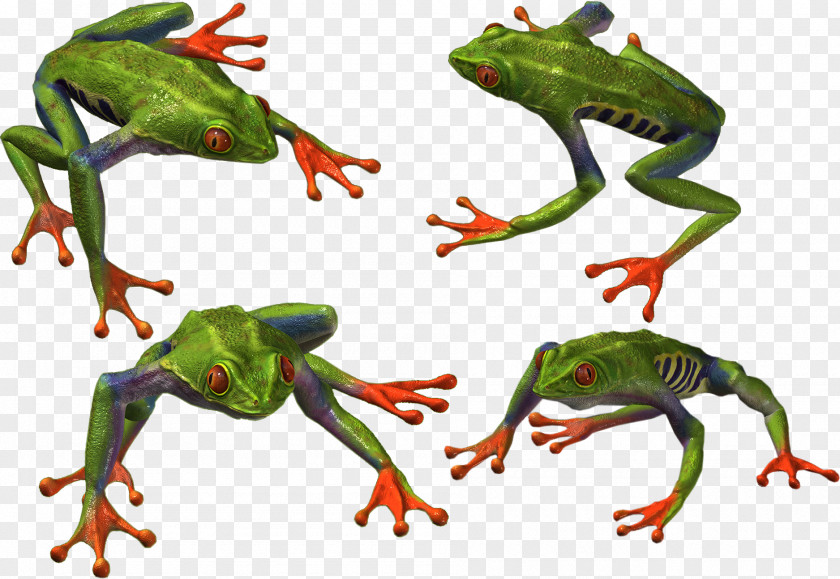 Frog True Toad PNG