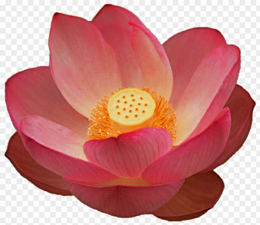 Pink Lotus Rose Family M Close-up Lotus-m PNG