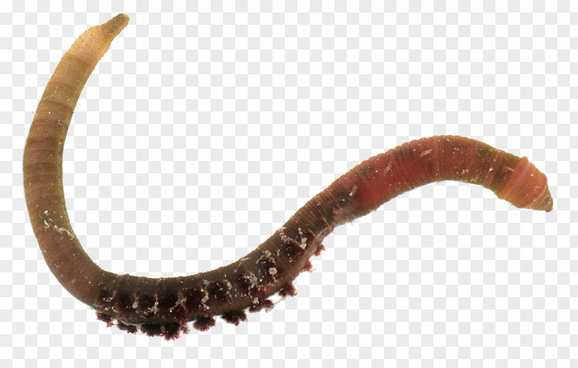 Tree Circle Of Life Worm Annelid PNG
