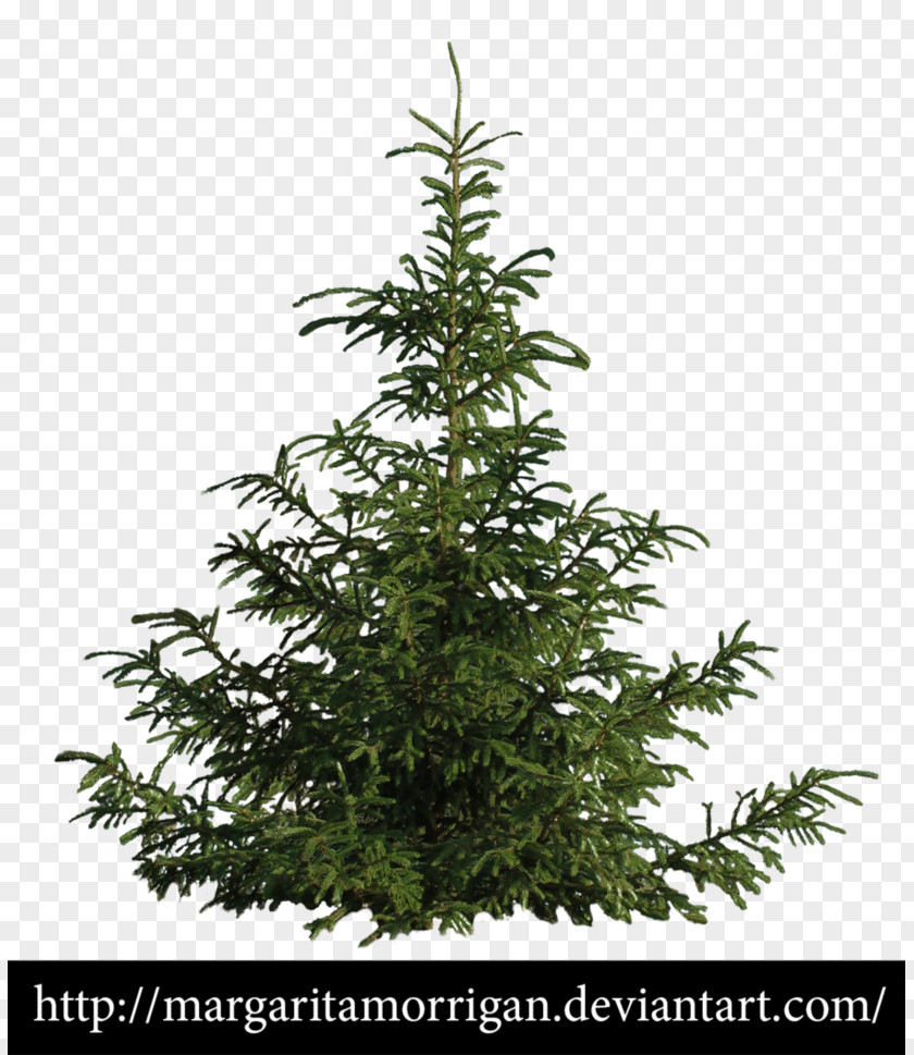 Cypress Tree Drawing Spruce Fir Pine Shrub PNG
