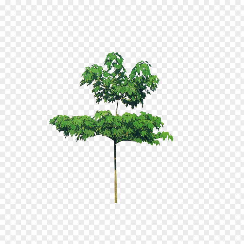 Guangdong Tung Oil Branch Tree PNG