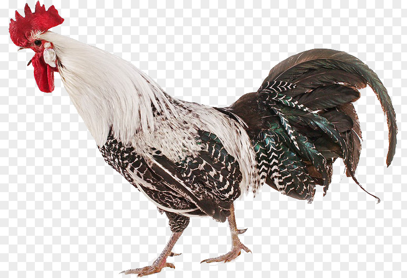 Imposing Big Cock Braekel Rooster Belgium PNG