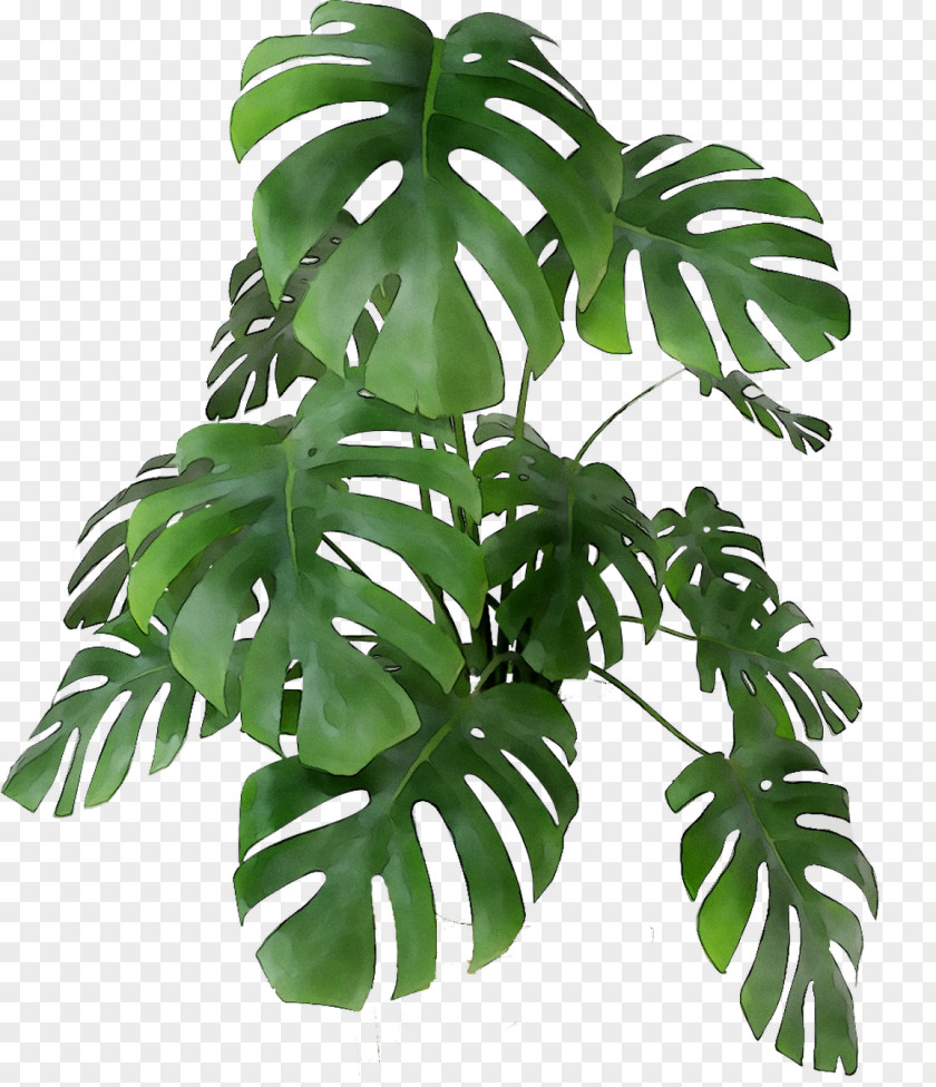 Swiss Cheese Plant Flowerpot Houseplant Leaf Stem PNG