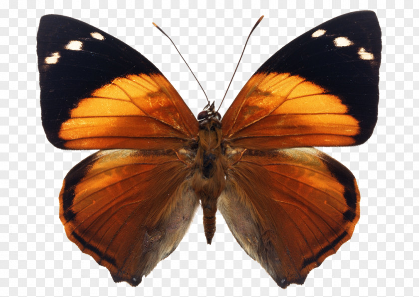 Brush-footed Butterflies Stock Photography Royalty-free Smyrna Blomfildia Image PNG