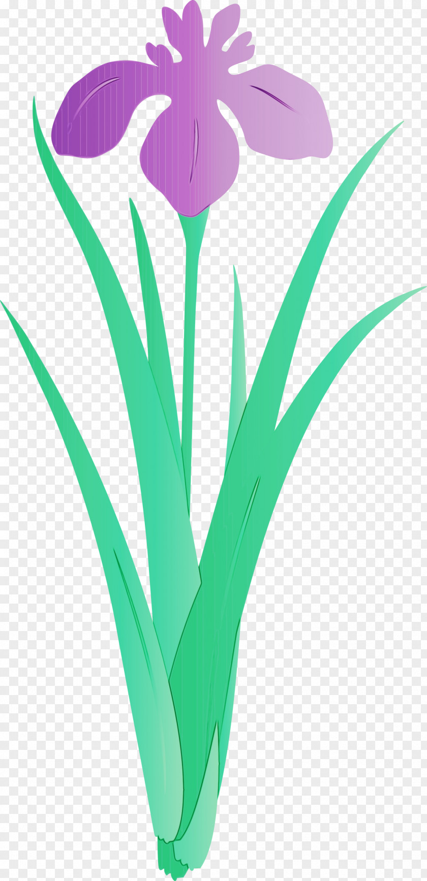 Flower Plant Tulip Grass Petal PNG