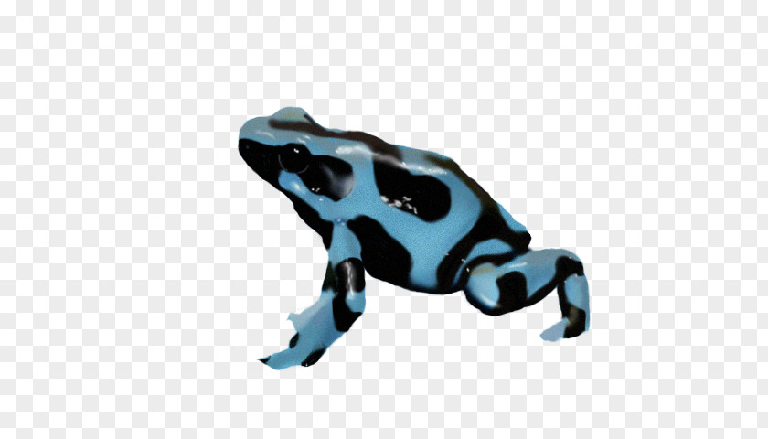 Pois Toad True Frog Poison Dart Tree PNG