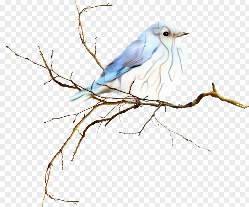 Scrub Jay Songbird Watercolor Background PNG