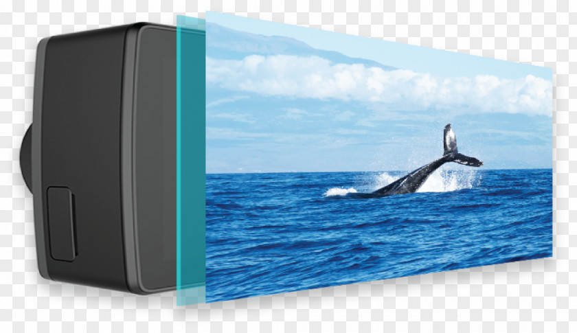 Ambarella Ocean Cetacea Silver Bank Humpback Whale Hawaii PNG