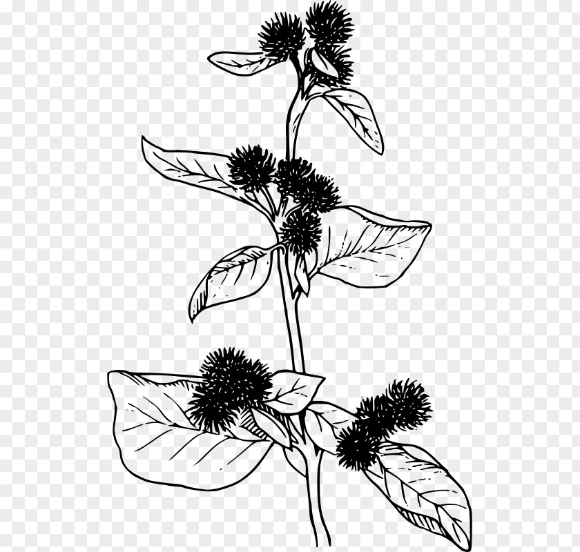 BURDOCK Greater Burdock Clip Art PNG