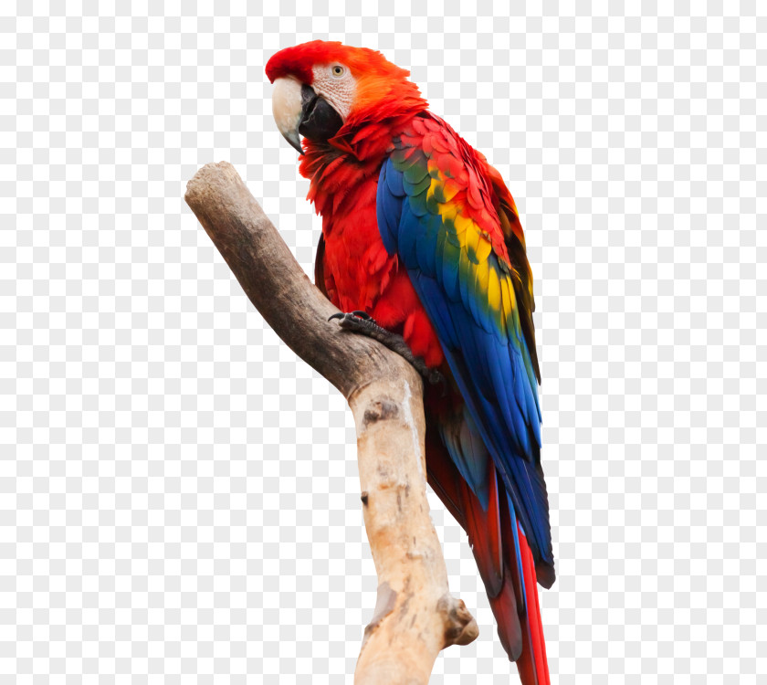 Parrots Parrot Scarlet Macaw Bird Red-and-green PNG