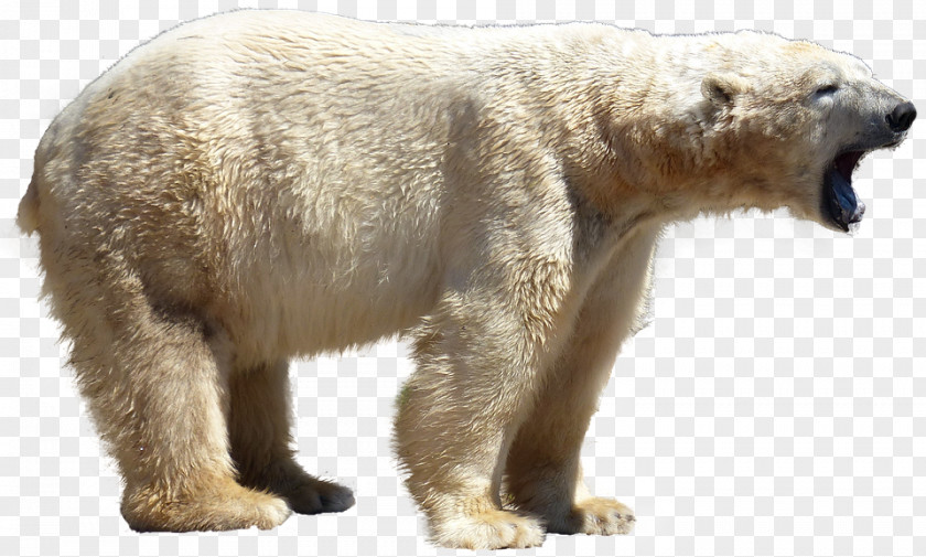 Polar Bear Grizzly Clip Art Stock.xchng PNG