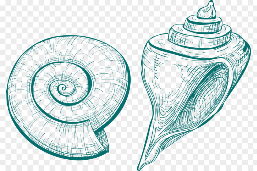 Conch Microsoft Seashell Snail Drawing Nautilidae PNG