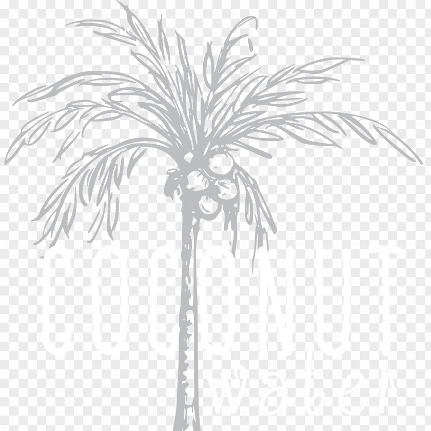 Date Palm Twig Arecaceae Plant Stem Leaf PNG