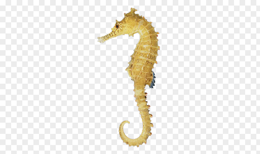 Desktop Wallpaper Zebra Seahorse Clip Art PNG