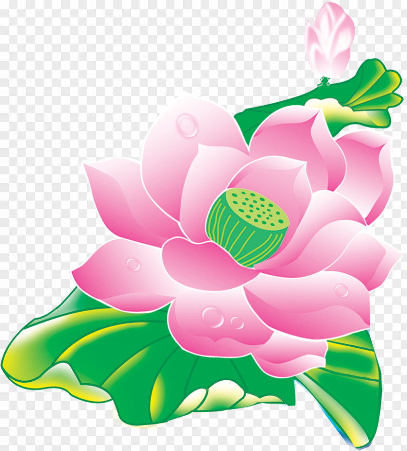 Flower Nelumbo Nucifera Lotus Effect PNG