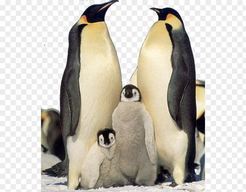 Penguin Snow Hill Island Antarctic Peninsula Emperor King PNG