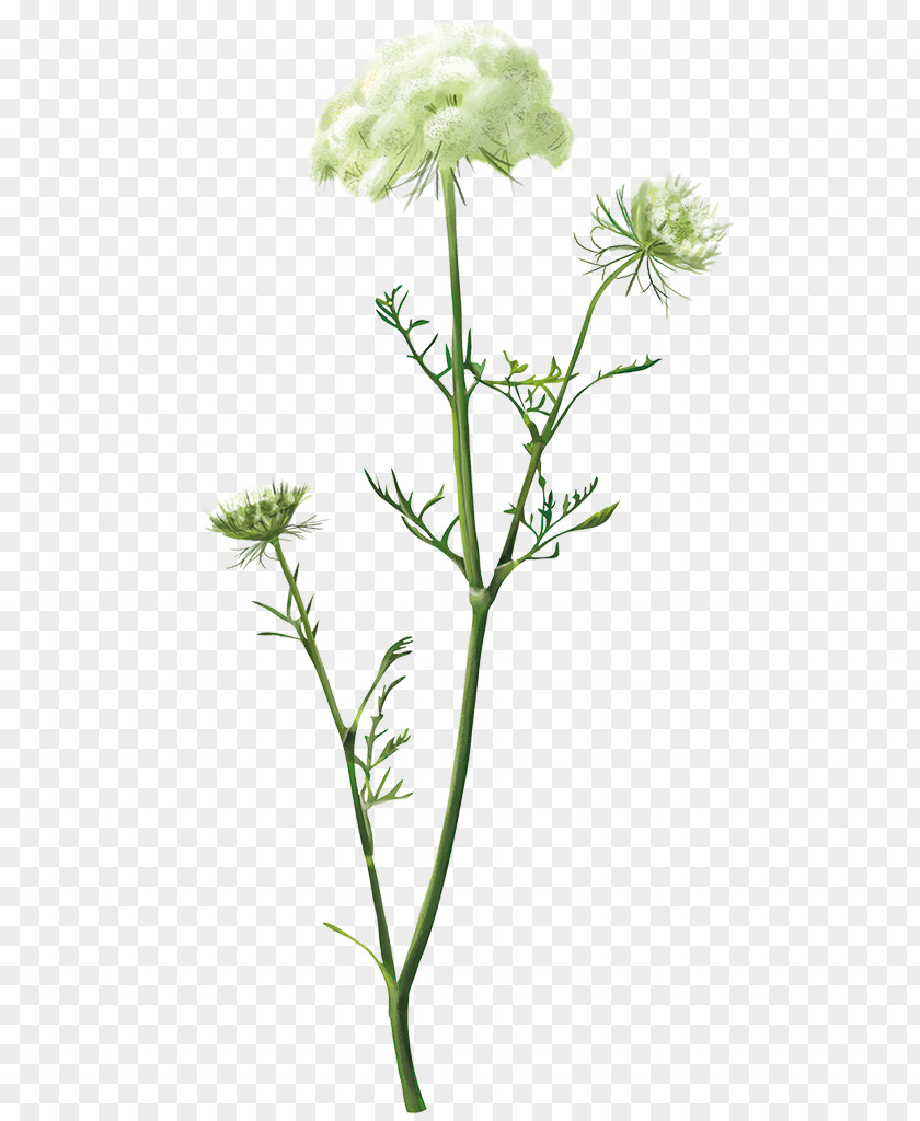 Carrot Daucus Carota Bylina Cow Parsley Perennial Plant Flora PNG