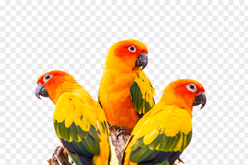 Colorful Parrot Sun Conure Green-cheeked Parakeet Bird PNG