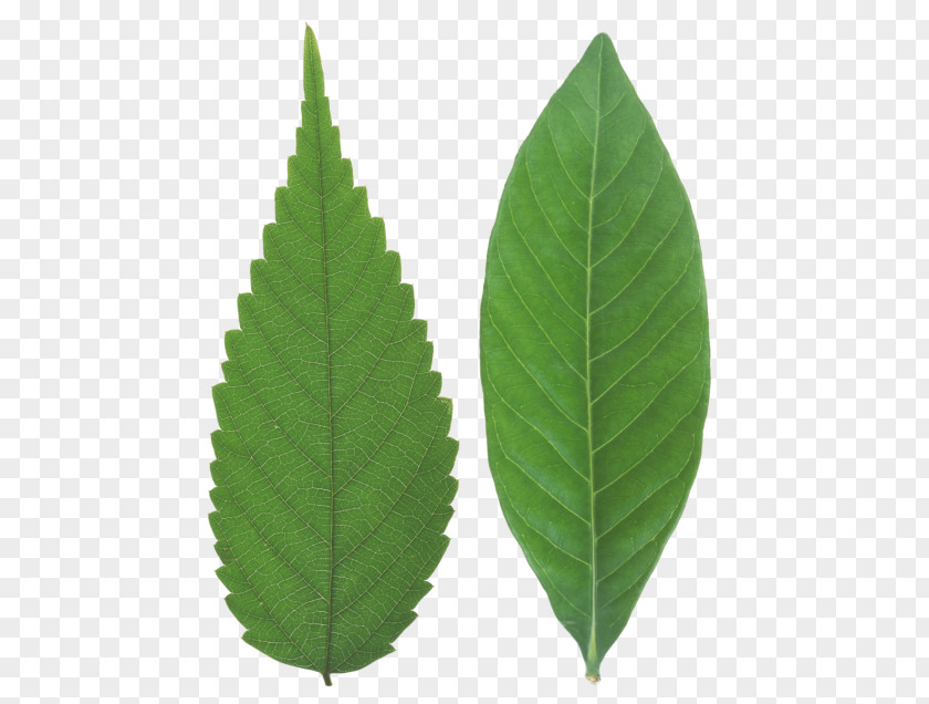 Leaf Dicotyledon Japanese Zelkova Stock Photography Plant PNG