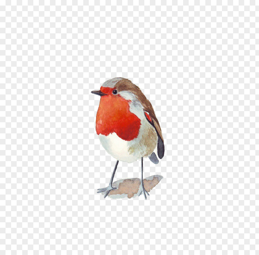 Red Sparrow Bird Watercolor Painting Architecture In Wren PNG