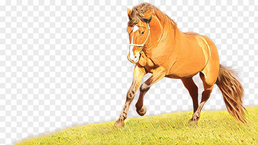 Colt Przewalskis Horse Cartoon Grass PNG