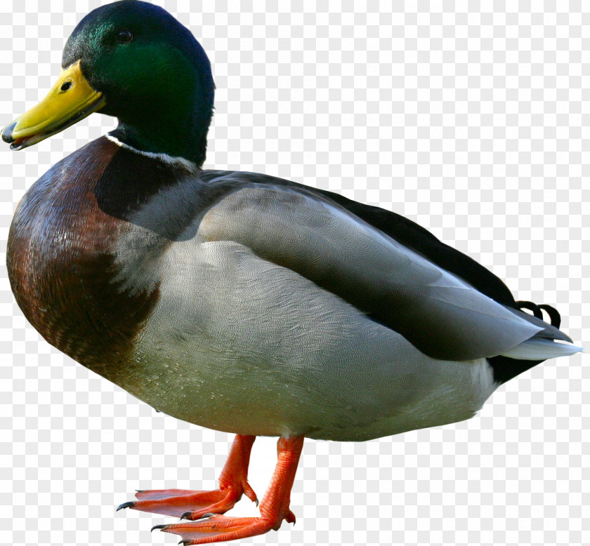 Duck Image Mallard Goose Animal Calendar PNG