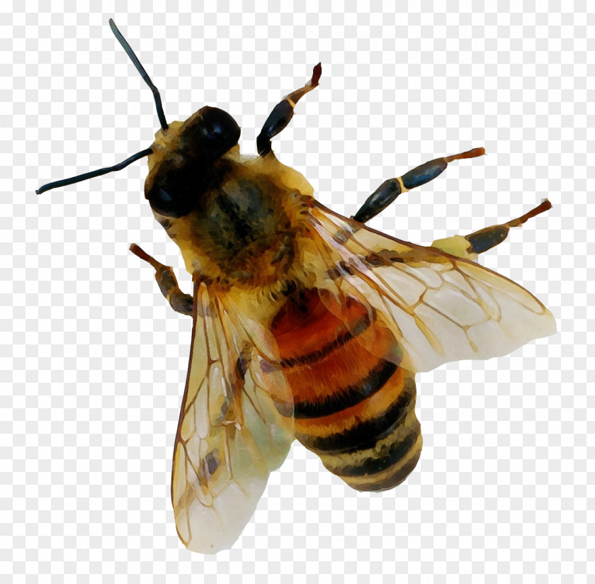 Hoverfly Warble Flies Honey Background PNG