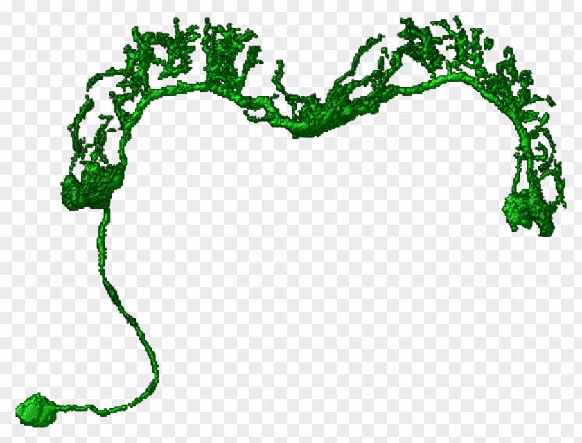 Leaf Plant Stem Tree Clip Art PNG