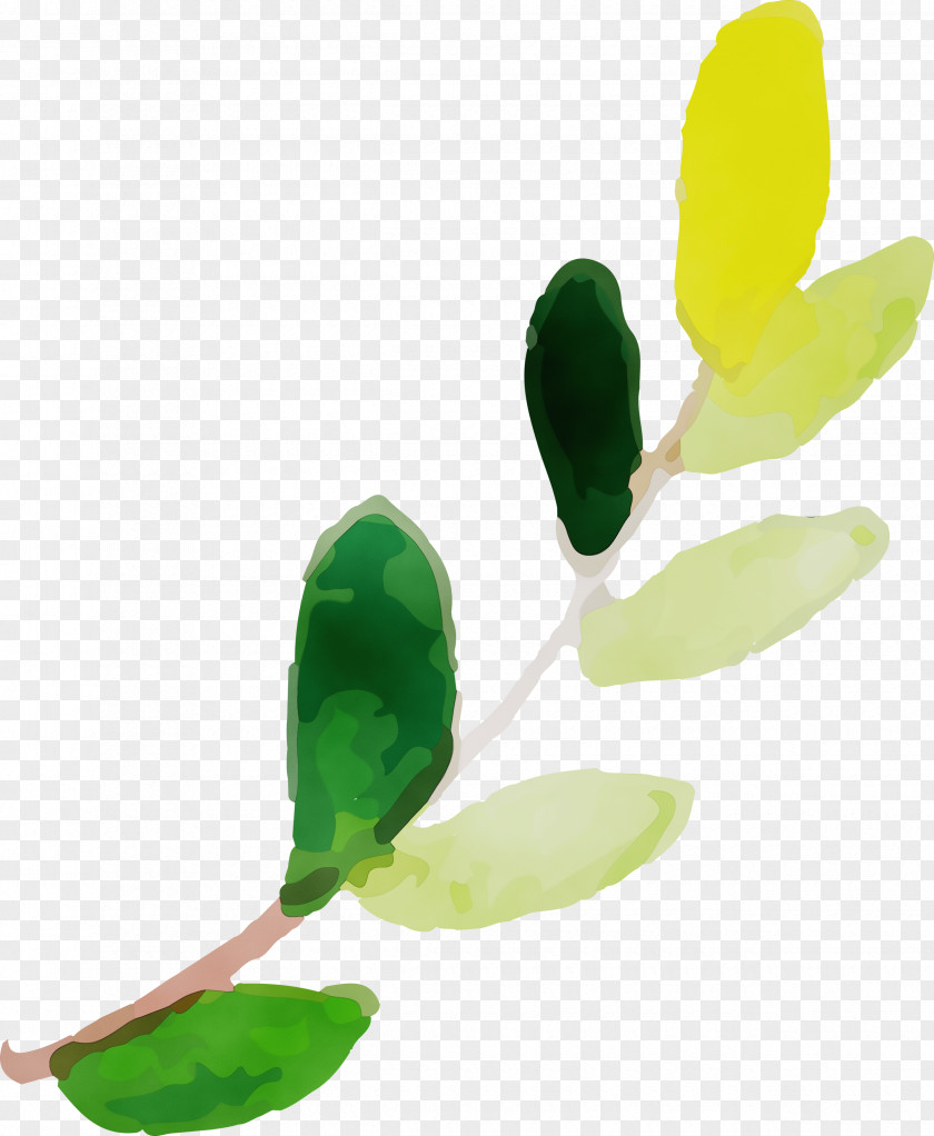 Leaf Plant Structure Plants Science Biology PNG