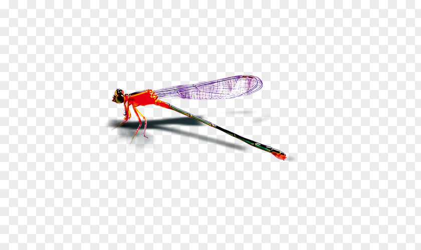 Red Dragonfly Pattern Insect PNG