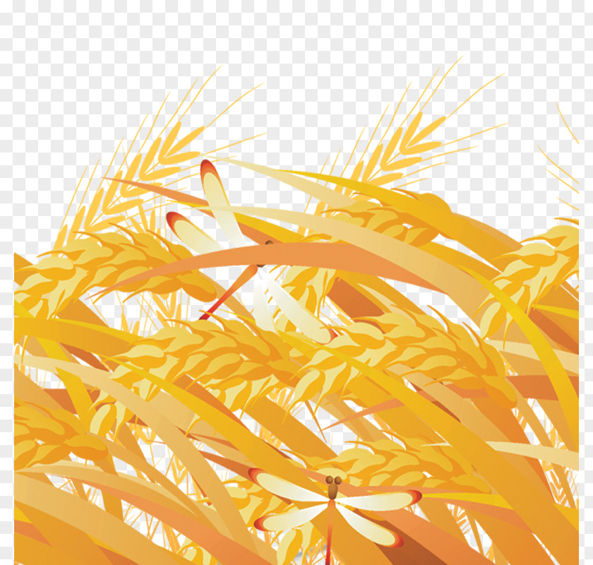 Rice Yellow Grasses Fundal PNG